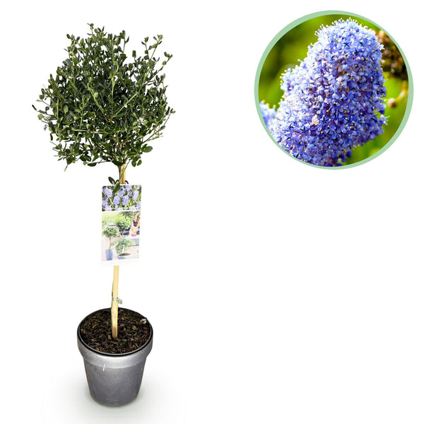 Amerikaanse sering op stam - Ceanothus impressus Victoria - Ø19cm - ↕90cm