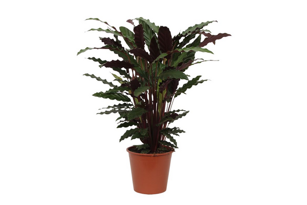 Calathea Wavestar - Ø19cm - ↕80cm