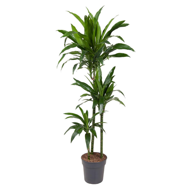 Drakenbloedboom - Dracaena Janet Craig - ↕150cm