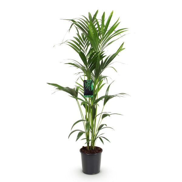Kentiapalm - Howea forsteriana - Ø24cm - ↕140-150cm