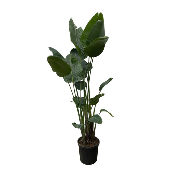 Witte paradijsvogelplant - Strelitzia nicolai - Ø34cm - ↕250cm