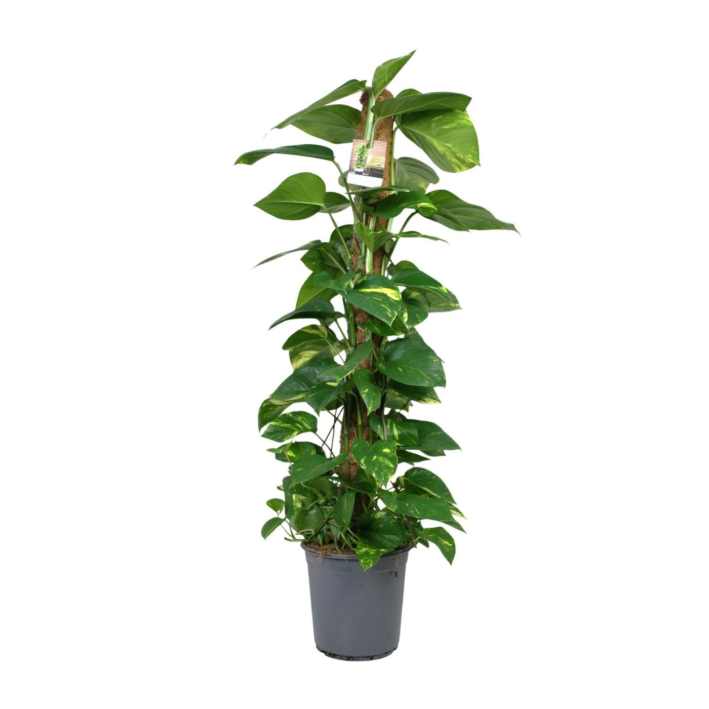 Pothos - Epipremnum aureum - Ø24cm - ↕120cm
