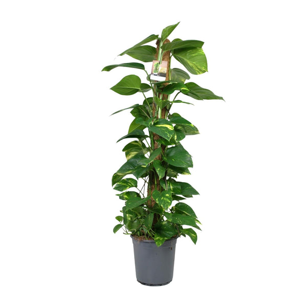 Pothos - Epipremnum aureum - Ø24cm - ↕120cm