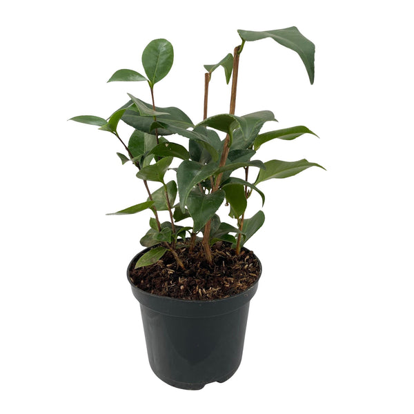 Camelia - Camellia japonica 'Tricolour' - roze