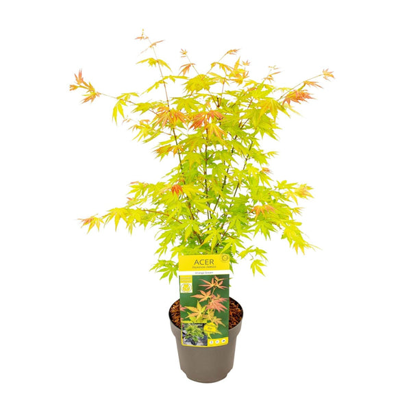 Japanse Esdoorn - Acer palmatum Orange Dream - Ø19cm - ↕50cm