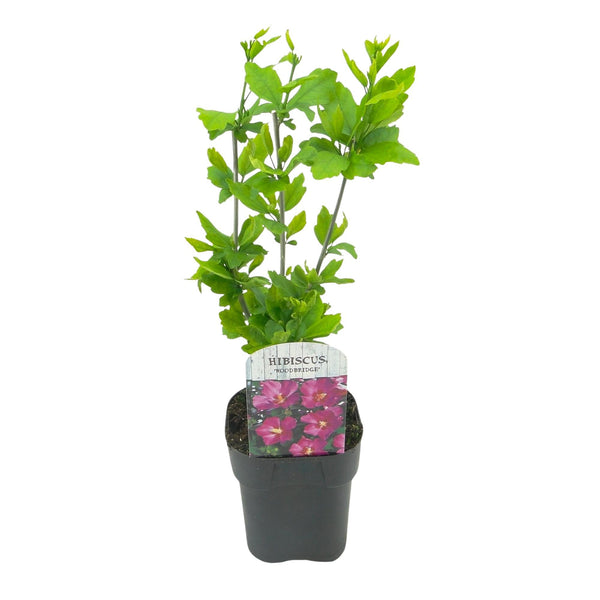 Hibiscus - Hibiscus syriacus 'Woodbridge' - roze - Ø17cm - ↕45cm