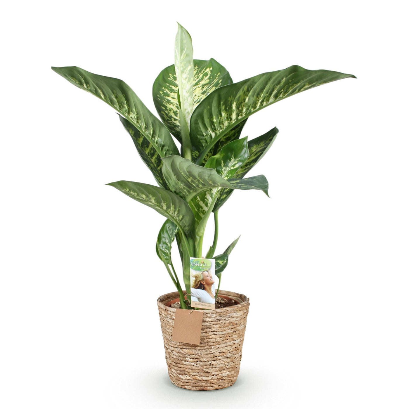 Dieffenbachia - Dieffenbachia Tropic Snow - incl. mand - Ø21cm - ↕90-100cm