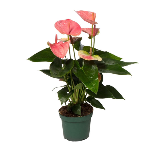 Flamingoplant - Anthurium Sweet Dream - Ø12cm - ↕35cm