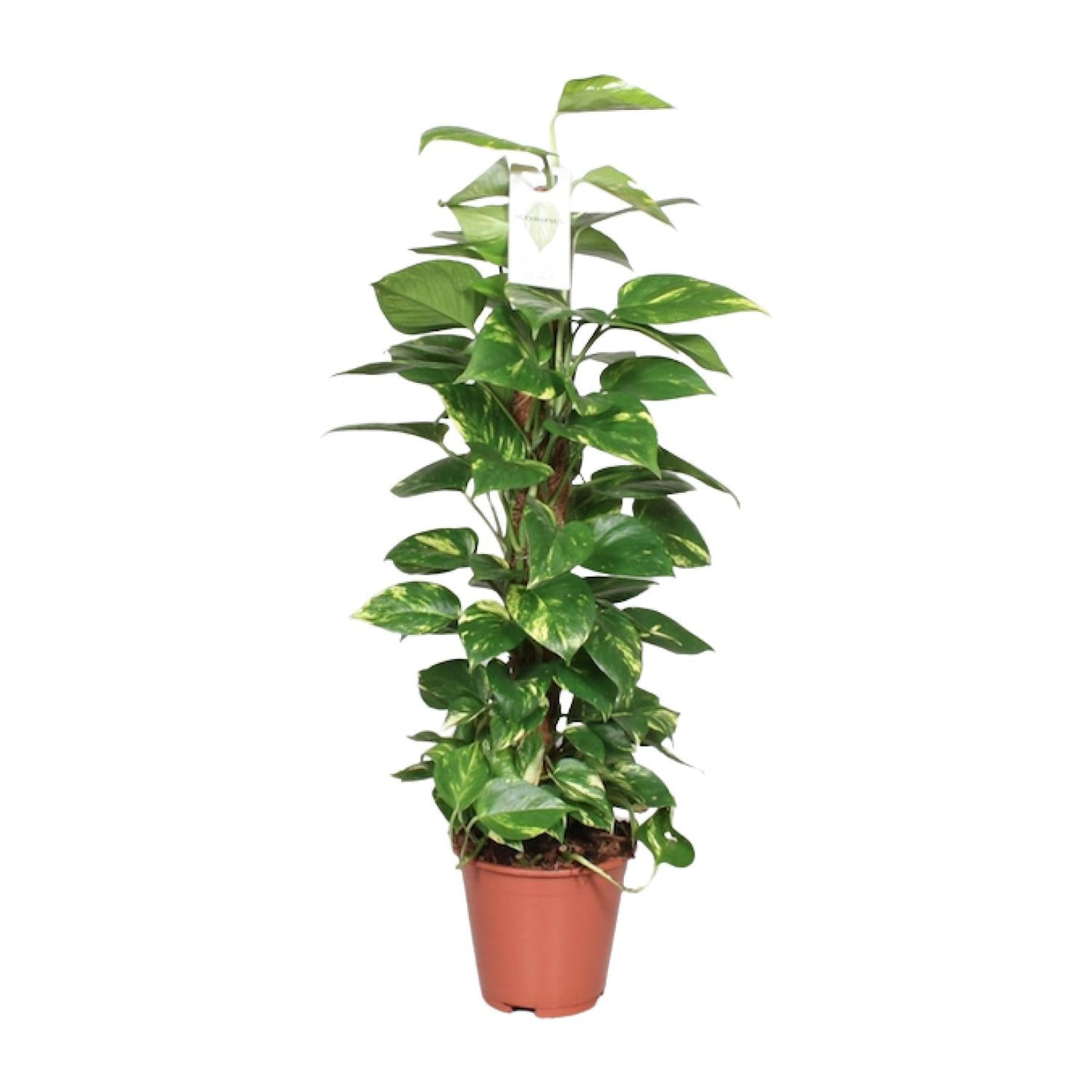 Pothos - Epipremnum pinnatum mosstok - Ø19cm - ↕80cm
