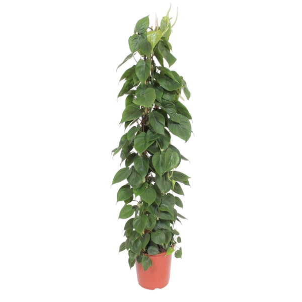 Philodendron Scandens gaasrek - Ø27cm - ↕150cm