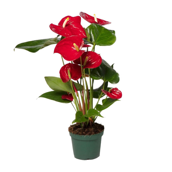 Flamingoplant - Anthurium Red - Ø12cm - ↕40cm