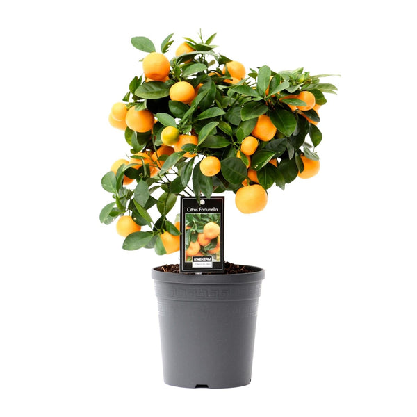 Calamondinplant - Citrus Calamondin - Ø15cm - ↕40cm
