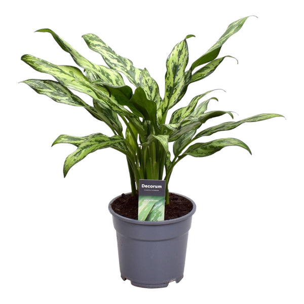 Aglaonema Juliette - Ø12cm - ↕40cm