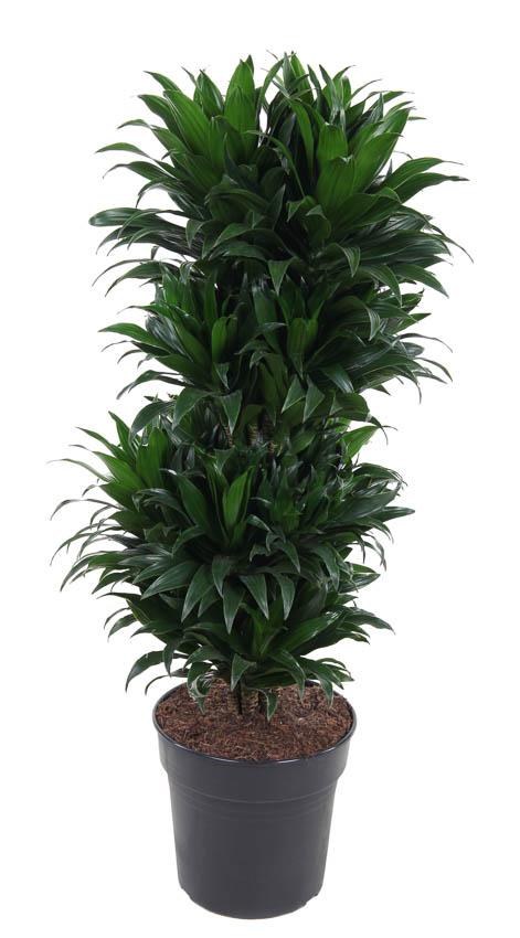 Drakenbloedboom - Dracaena Compacta Vertakt - Ø27cm - ↕100cm