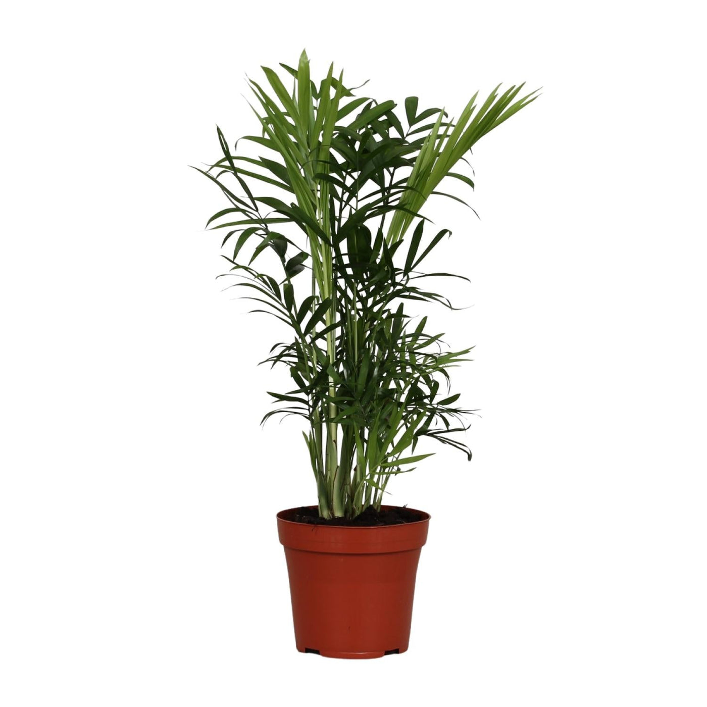 Bergpalm - Chamaedorea elegans - Ø12cm - ↕40cm