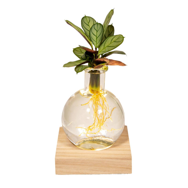 Calathea op water in Samoa glas met LED - ↕10cm