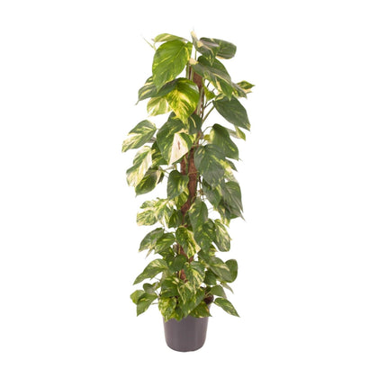 Pothos - Epipremnum pinnatum - Ø24cm - ↕120cm