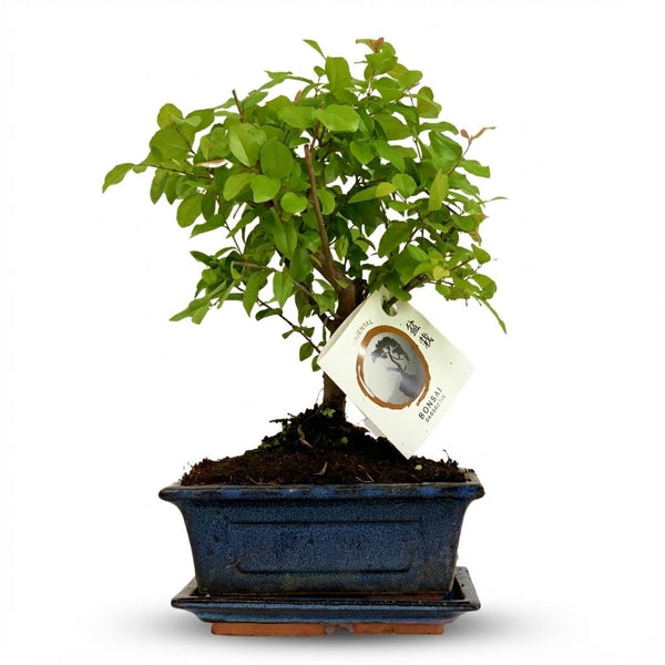 Bonsai Bol vorm - ↕25-30cm