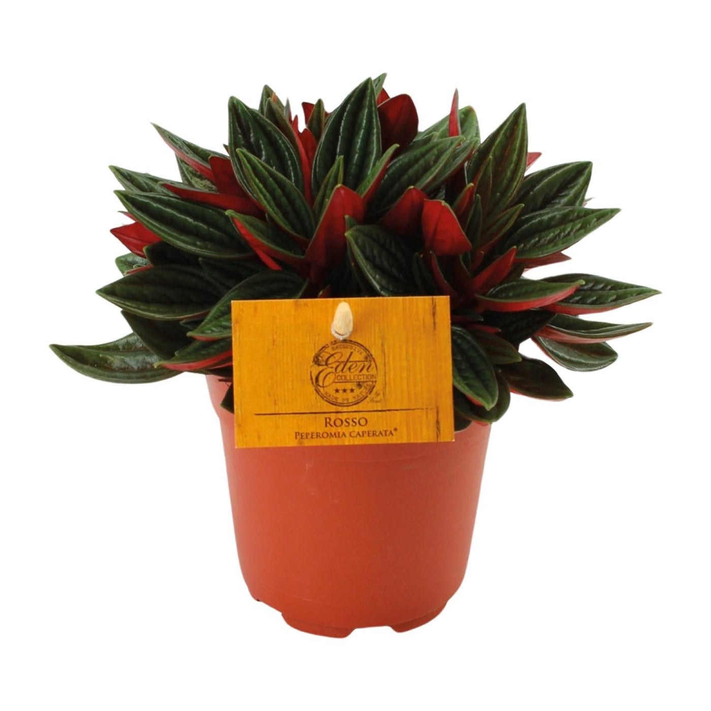 Dwergpeper - Peperomia Caperata Rosso - Ø11cm - ↕15cm