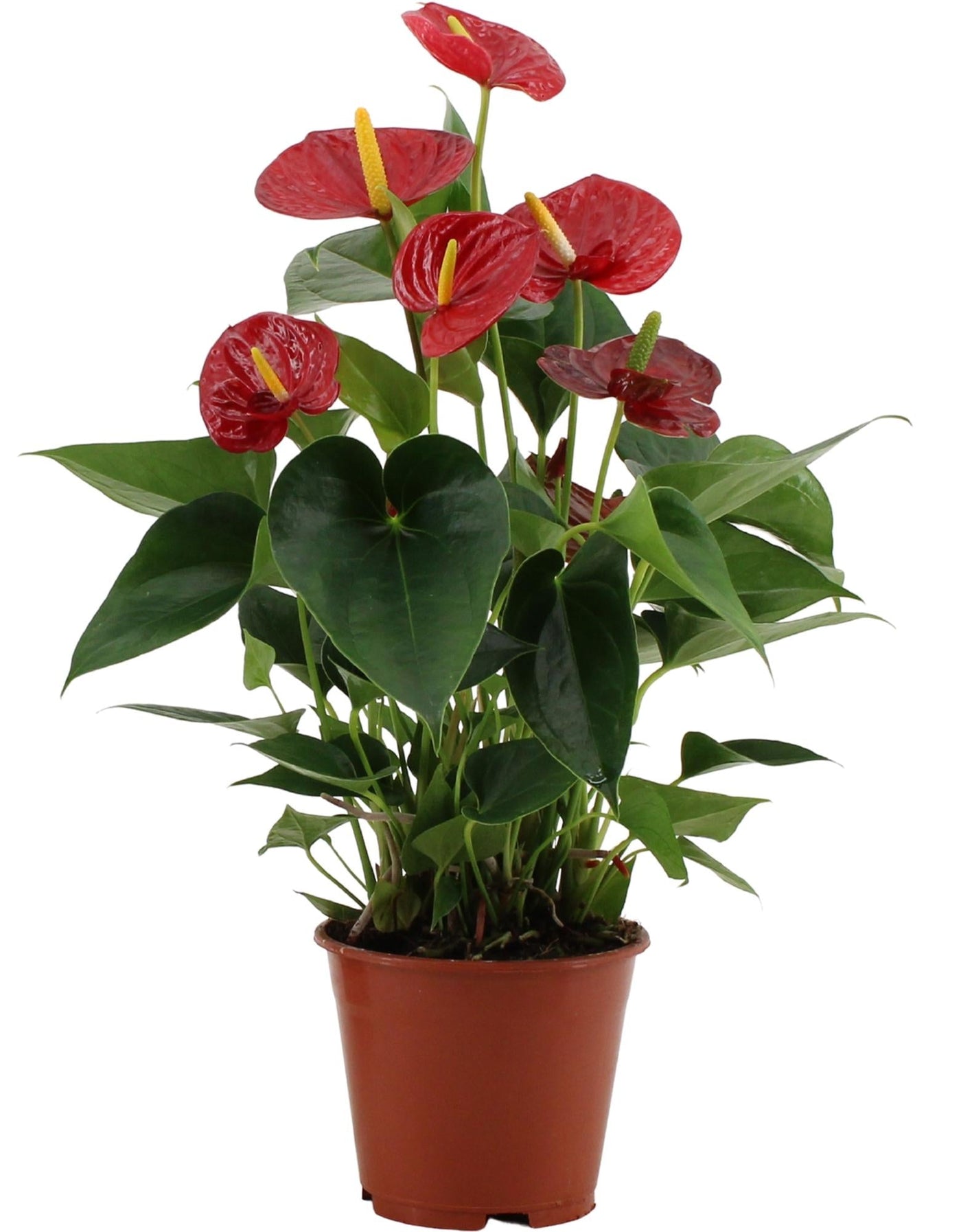 Flamingoplant - Anthurium Success Red In Transparant Sleeve - Ø14cm - ↕43cm