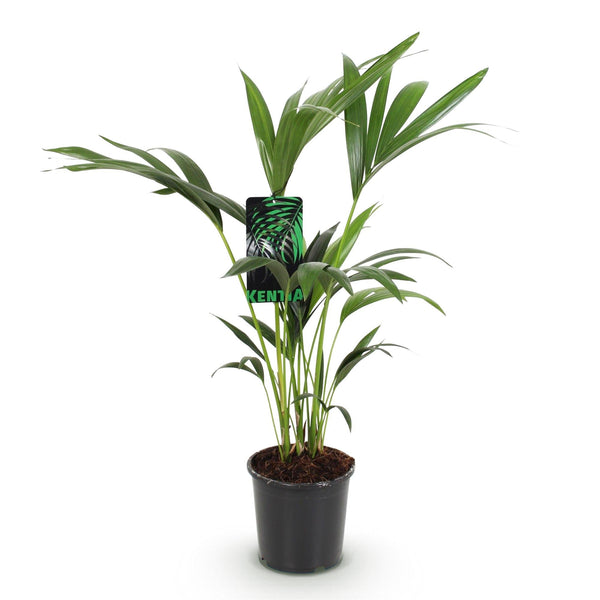 Kentiapalm - Howea forsteriana - Ø17cm - ↕70-75cm