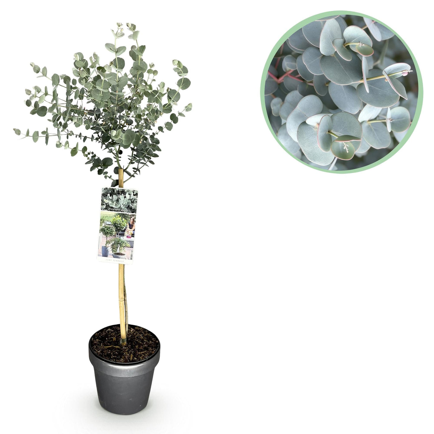 Eucalyptus op stam - Eucalyptus gunnii Azure - Ø19cm - ↕70-90cm