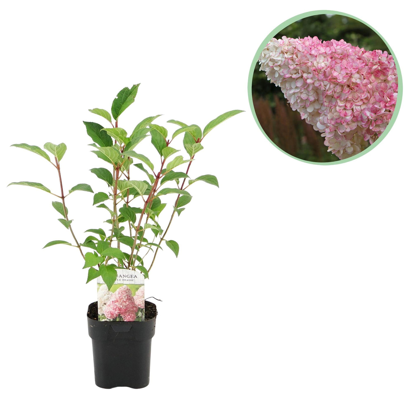 Hortensia - Hydrangea paniculata Vanille Fraise - wit roze - Ø17cm - ↕50cm