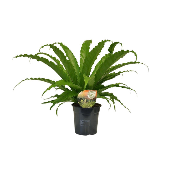 Tongvaren - Asplenium Osaka - Ø17cm - ↕40cm
