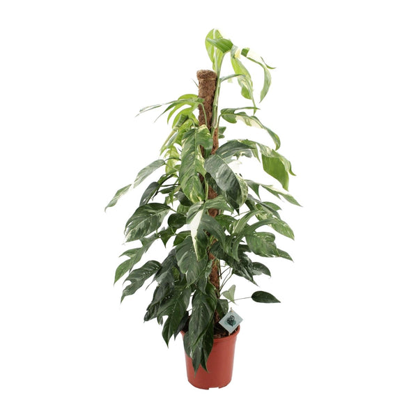Pothos - Epipremnum pinnatum Albo Variegata - Ø24cm - ↕125cm