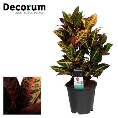 Croton Petra - Ø17cm - ↕55cm