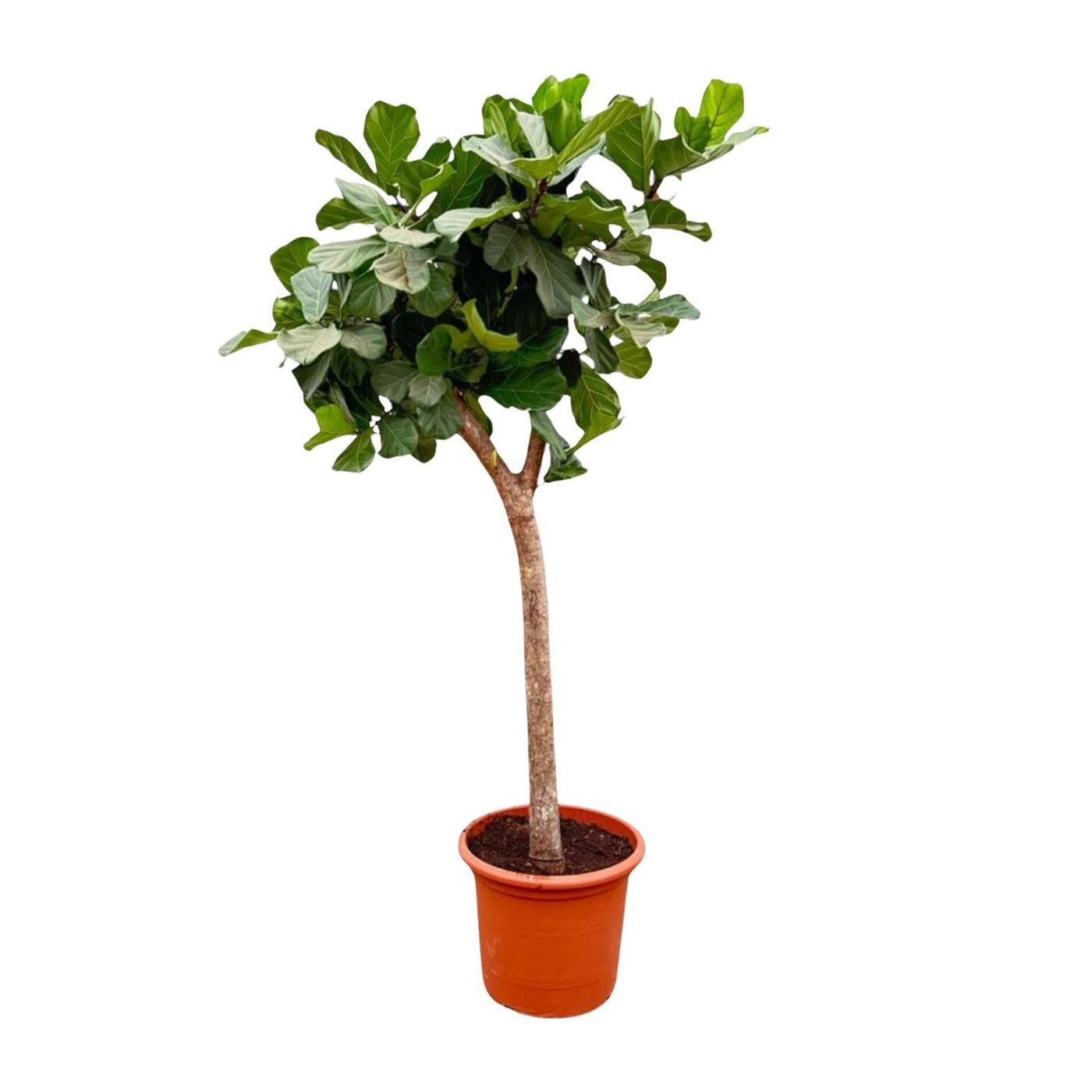 Vioolbladplant - Ficus lyrata XXXL - Ø40cm - ↕230cm