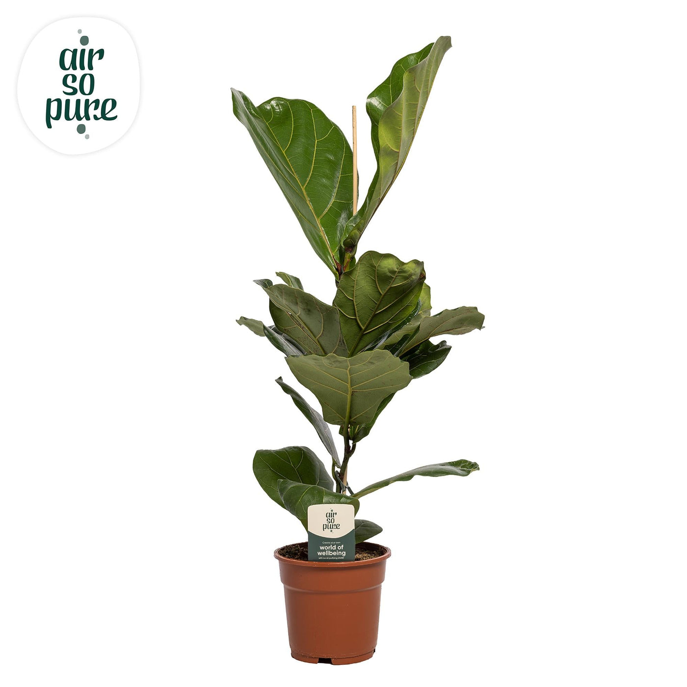 Vioolbladplant - Ficus lyrata - Ø17cm - ↕60cm
