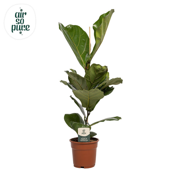 Vioolbladplant - Ficus lyrata - Ø17cm - ↕60cm