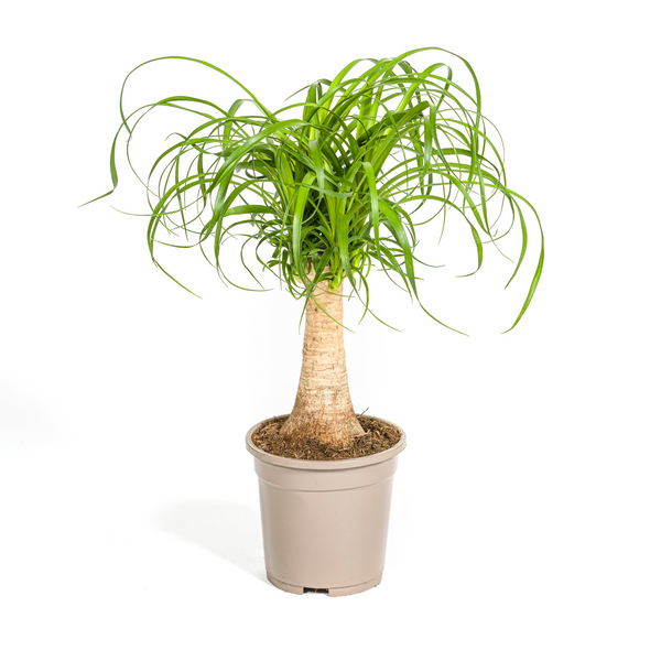 Olifantspoot - Beaucarnea recurvata Stam - Ø17cm - ↕40-60cm