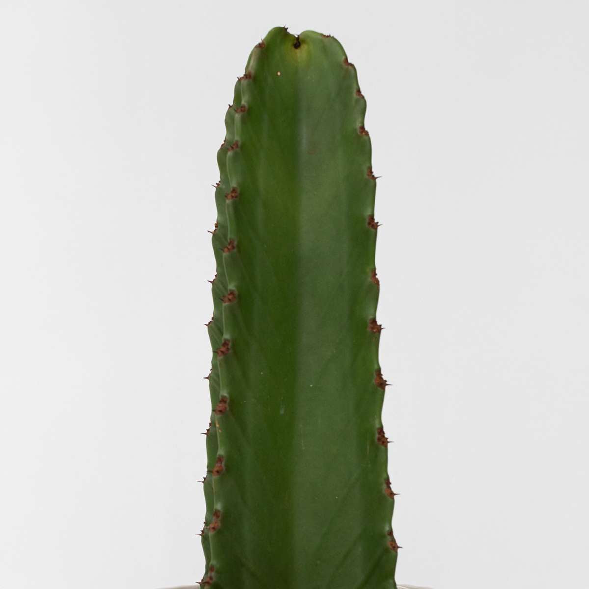 Euphorbia Ingens - Set Van 2 - Cowboycactus