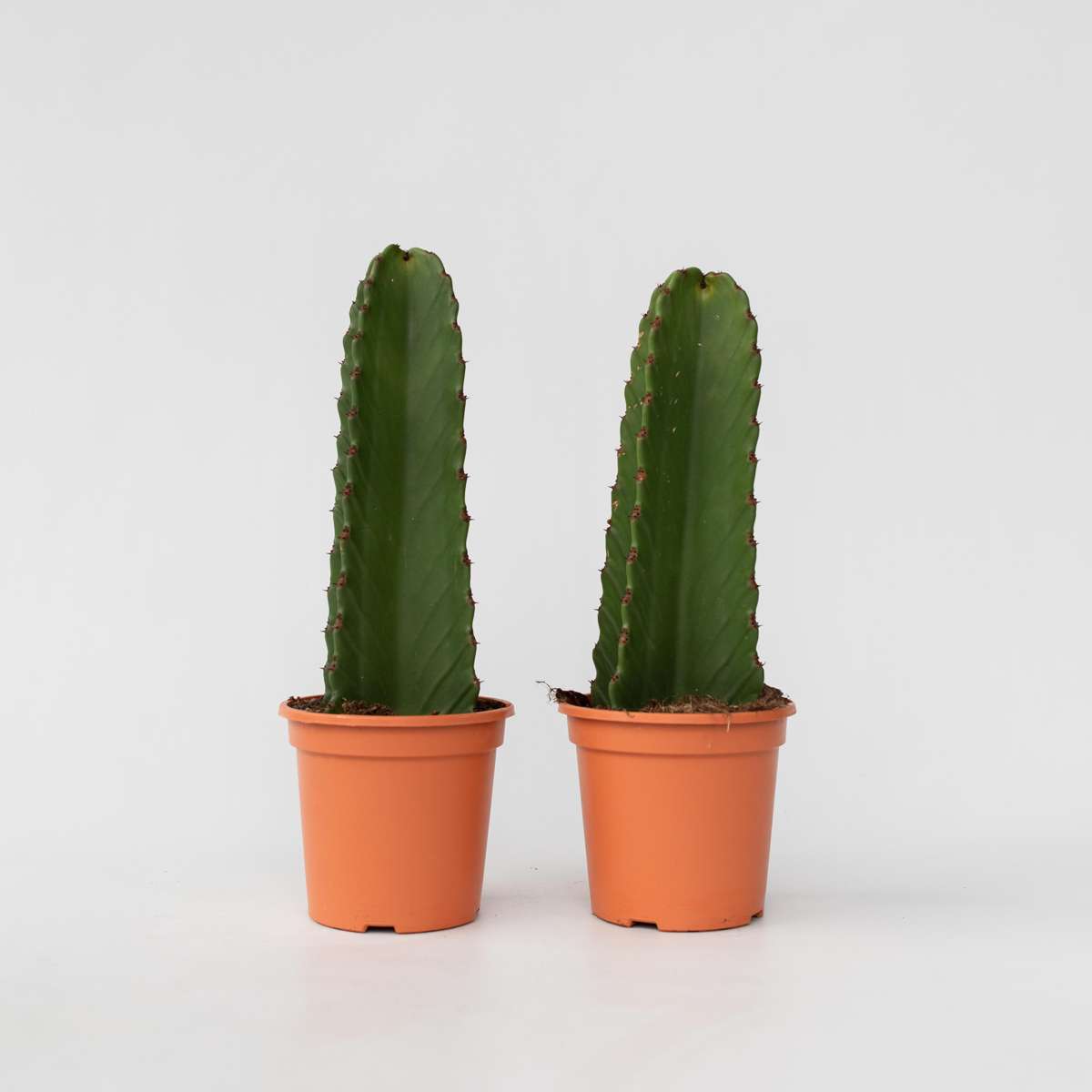 Euphorbia Ingens - Set Van 2 - Cowboycactus