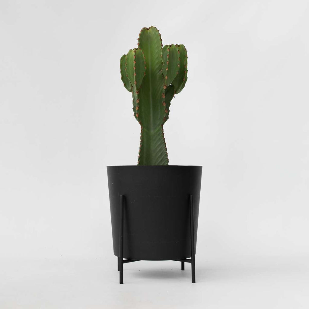 Euphorbia Ingens - Cowboycactus Xl