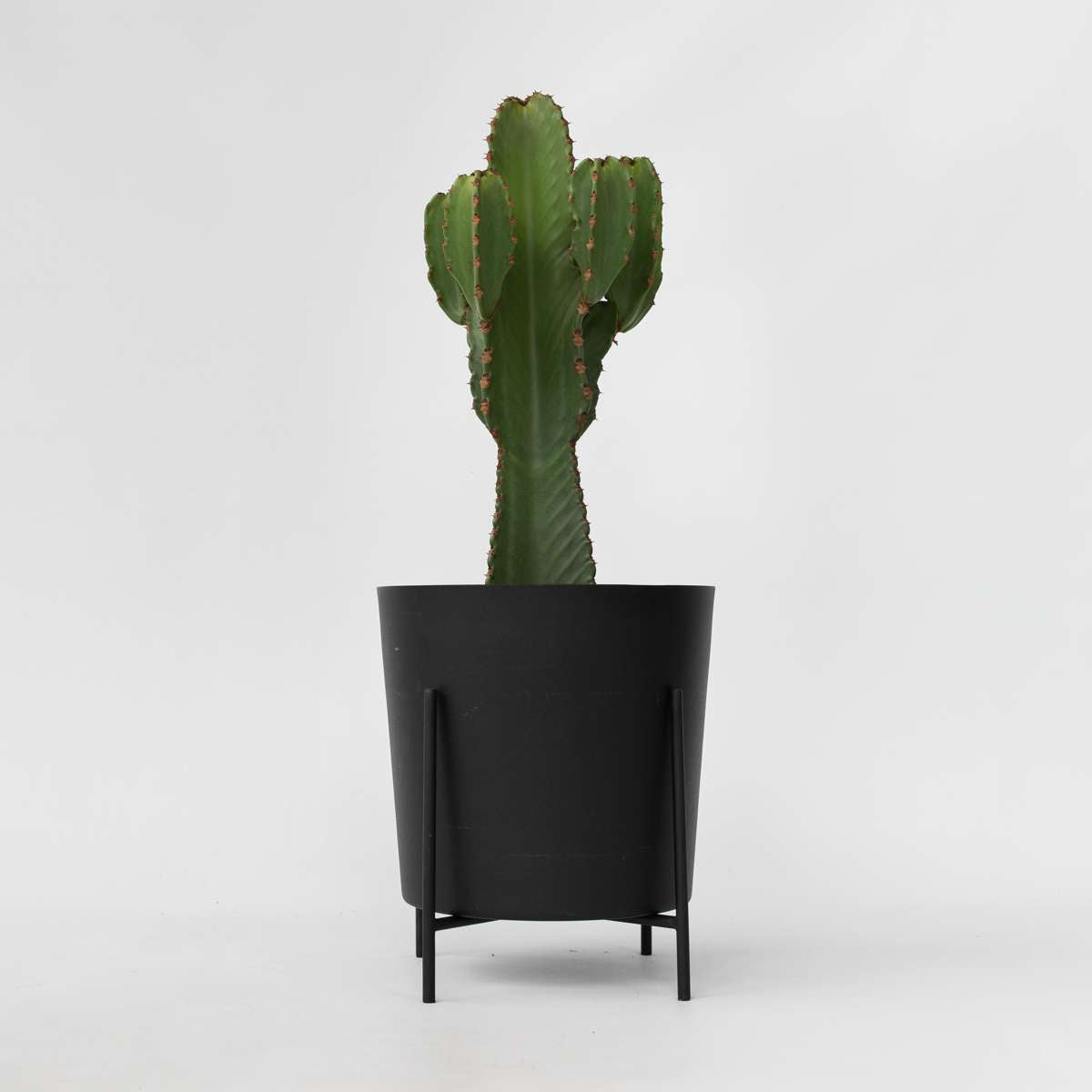 Euphorbia Ingens - Cowboycactus Xl