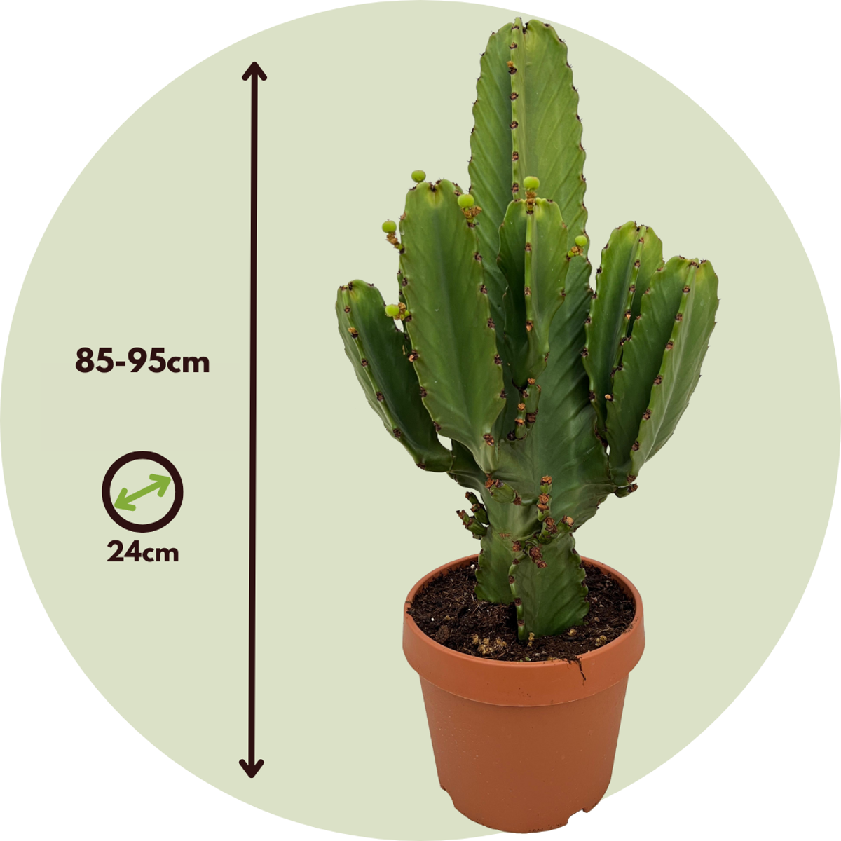 Euphorbia Ingens - Cowboycactus Xl