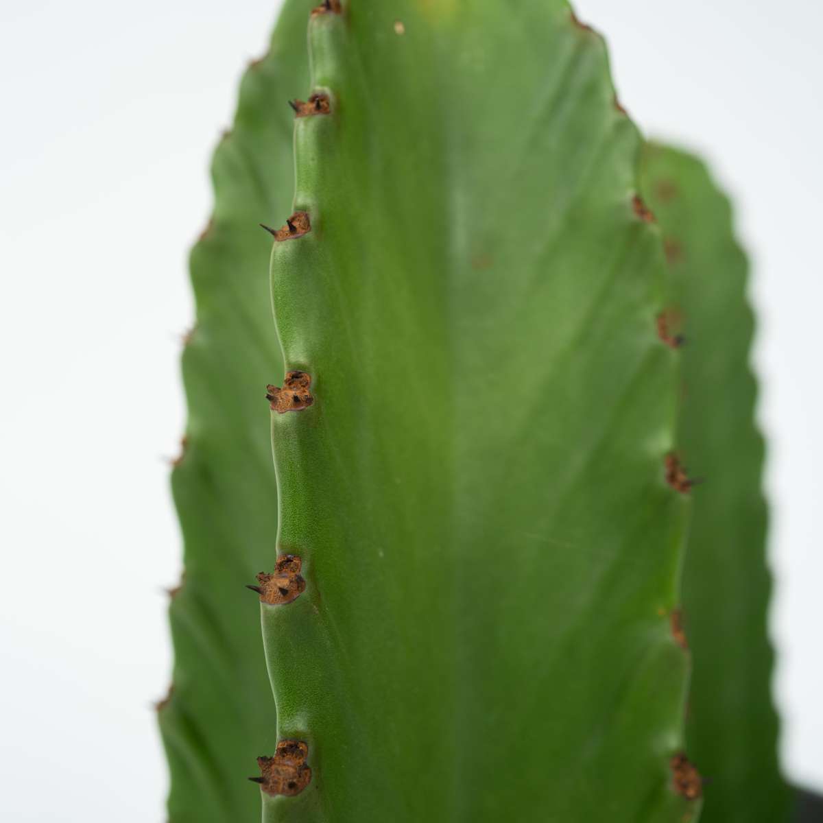 Euphorbia Ingens - Cowboycactus Xl