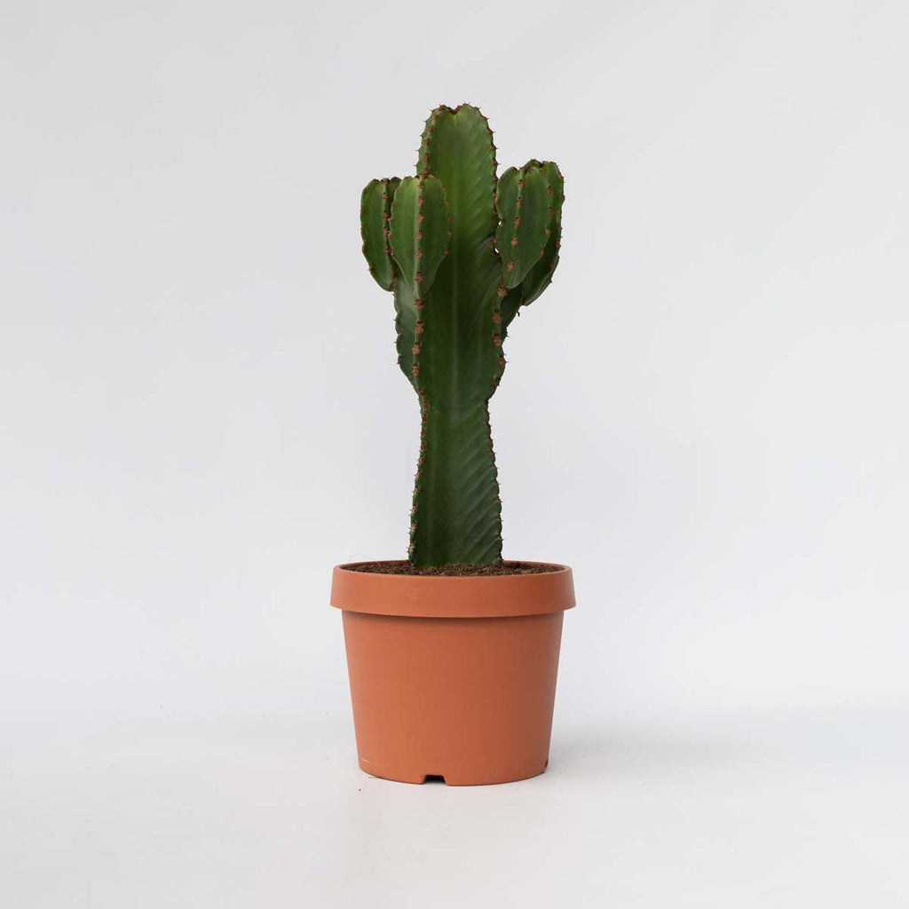 Euphorbia Ingens - Cowboycactus Xl