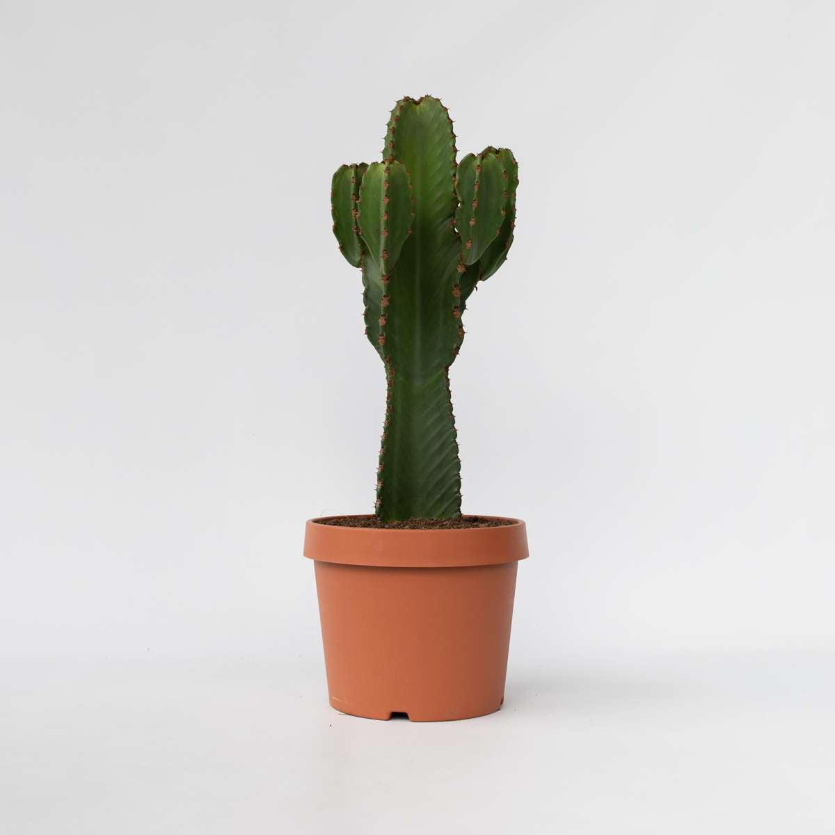 Euphorbia Ingens - Cowboycactus Xl