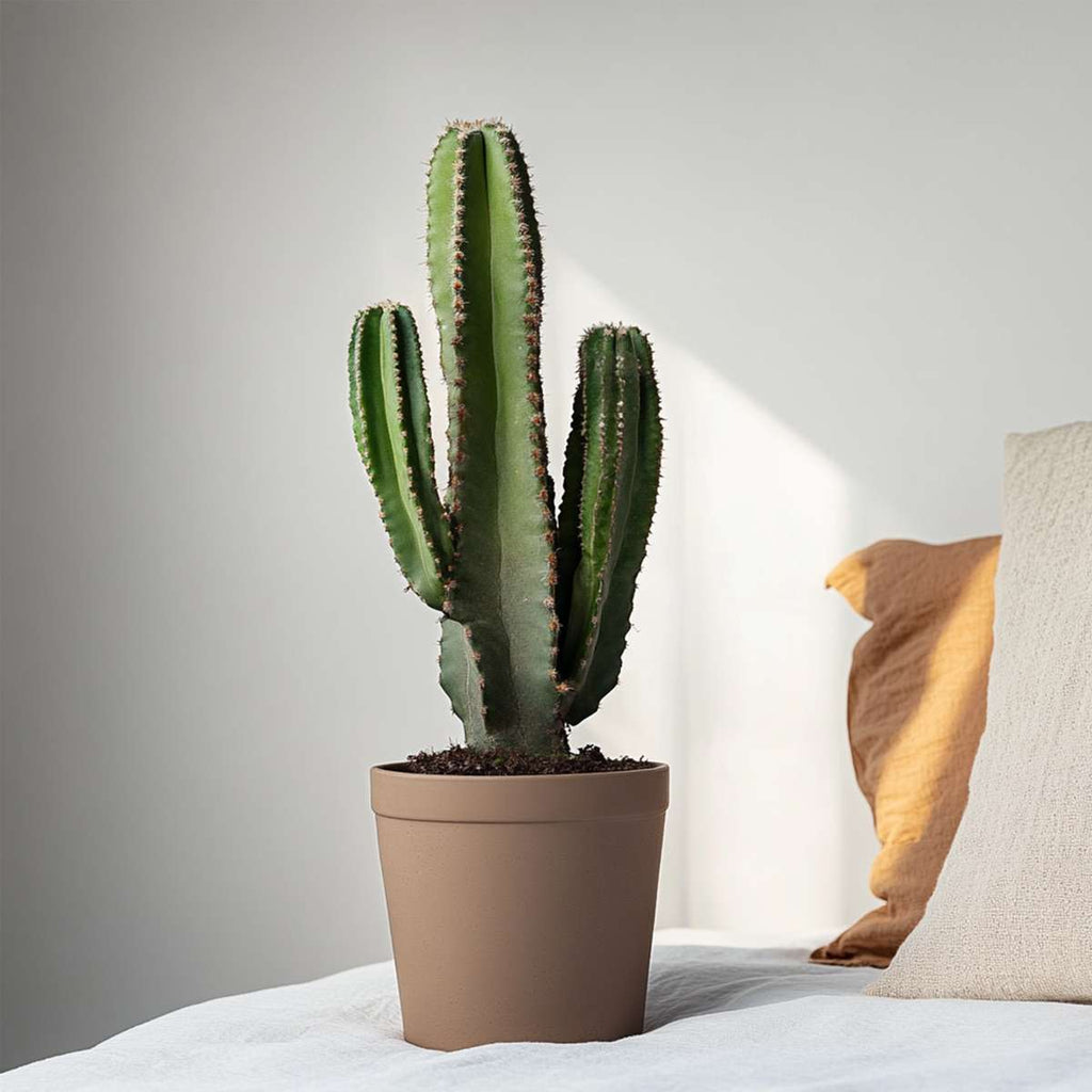 Euphorbia Ingens - Cowboycactus Xl