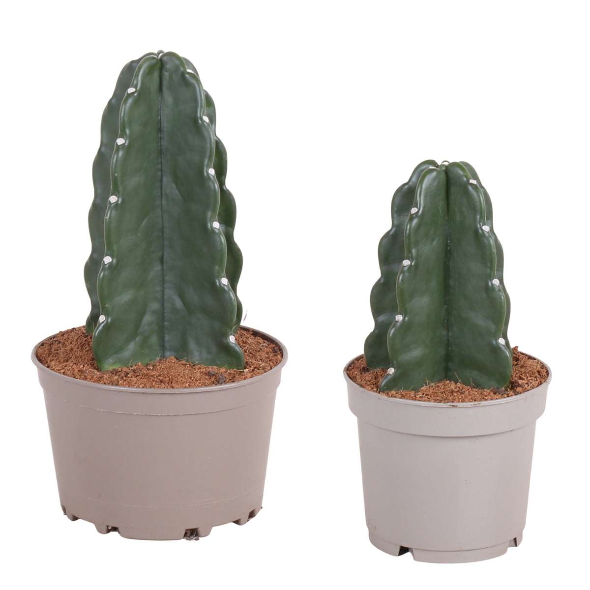 Cereus Jamacaru - Mix Van 2 - 'Cuddly' Cactus