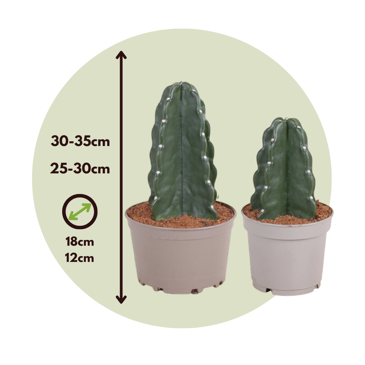 Cereus Jamacaru - Mix Van 2 - 'Cuddly' Cactus