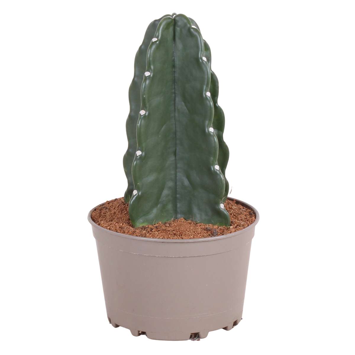 Cereus Jamacaru - Cactus 'Cuddly'