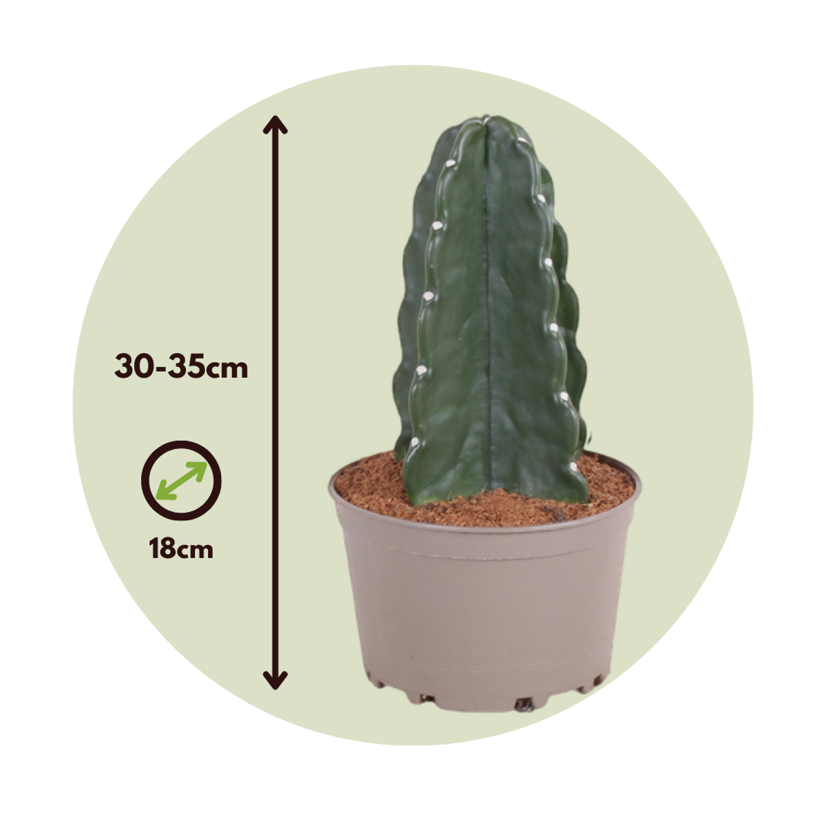Cereus Jamacaru - Cactus 'Cuddly'
