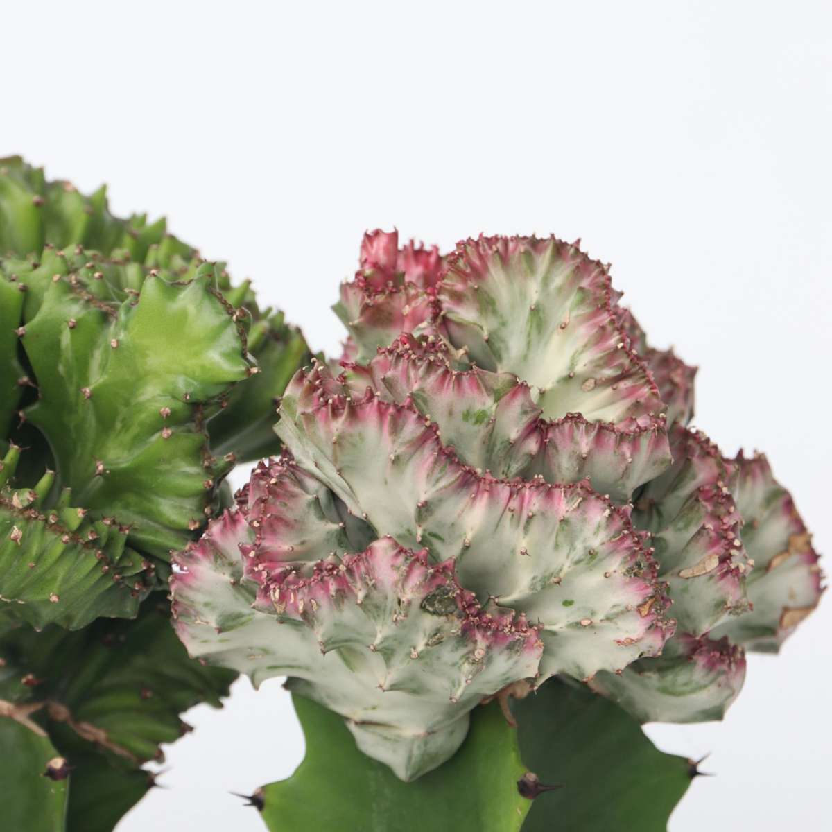 Euphorbia Lactea Cristata / Frankii - Mix Van 2