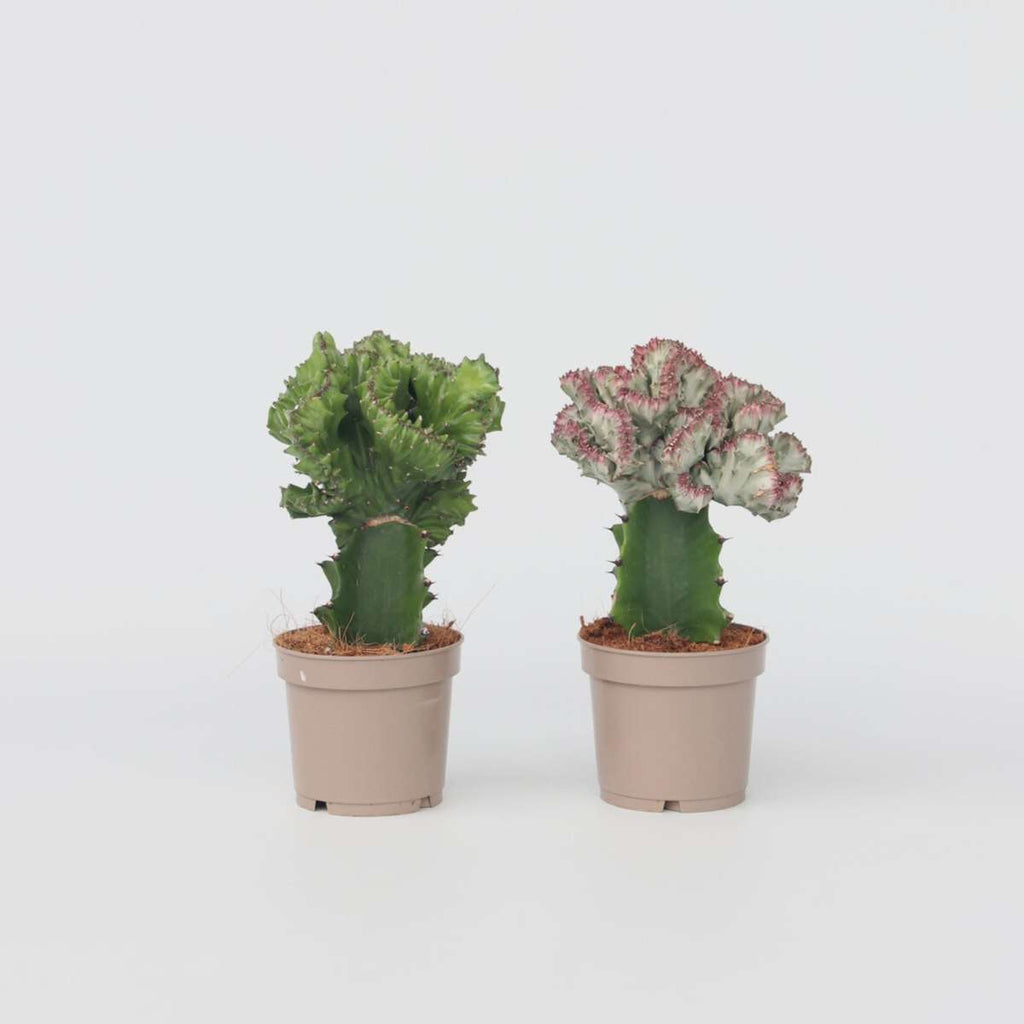 Euphorbia Lactea Cristata / Frankii - Mix Van 2
