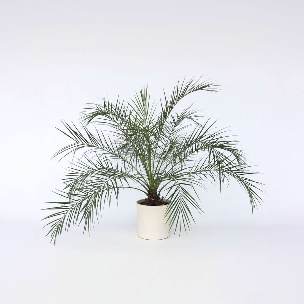 Phoenix Roebelenii - Dwergdadelpalm